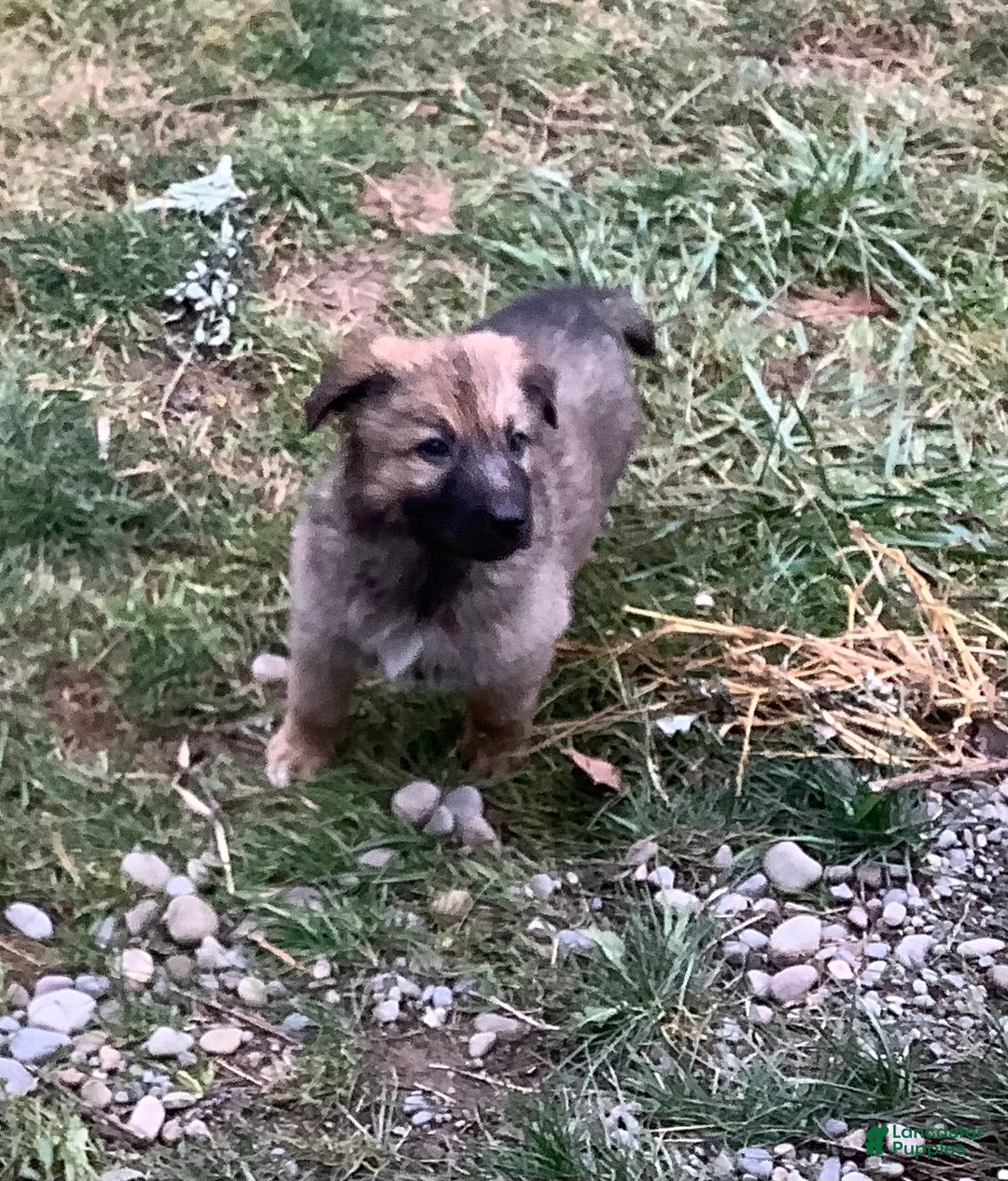 German Shepherd dogs for sale: Grizly - Ad 2