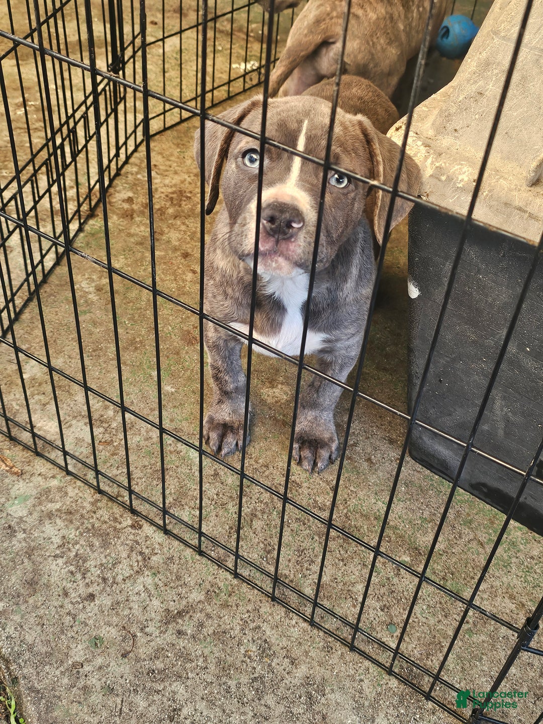American Pit Bull Terrier dogs for sale: American Pit Bull Terrier Puppy 7 - Ad 6