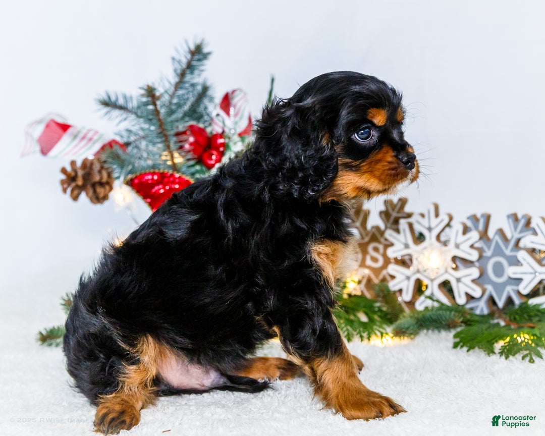 Cavalier King Charles Spaniel dogs for sale: Kringle - Ad 7