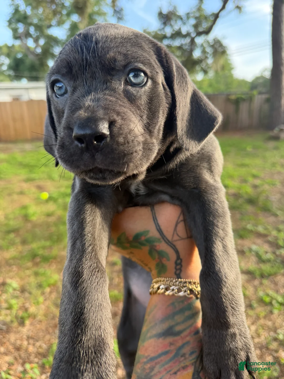 Cane Corso dogs for sale: Luna - Ad 1