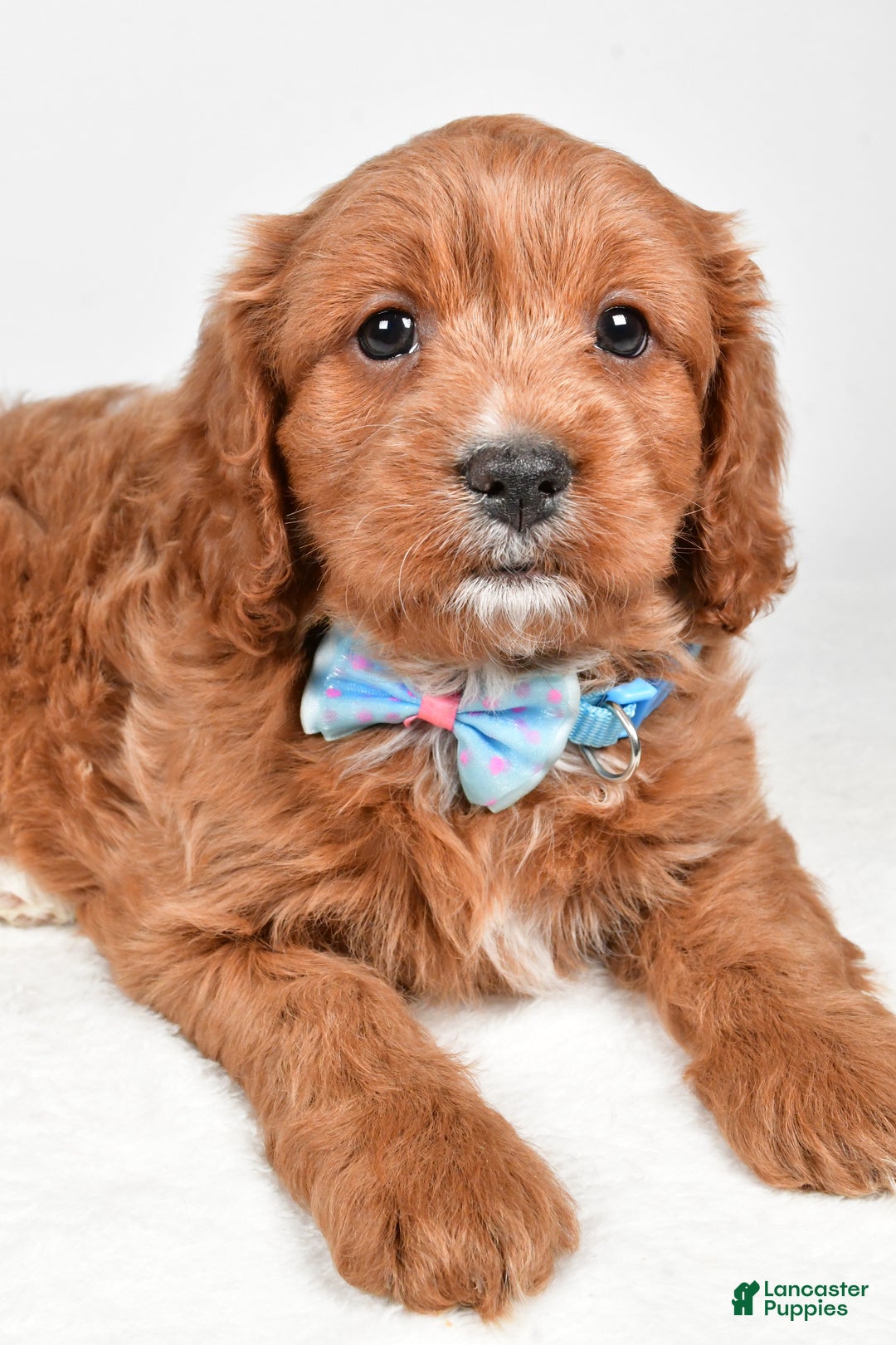 Cavapoo dogs for sale: Ashton - Ad 5