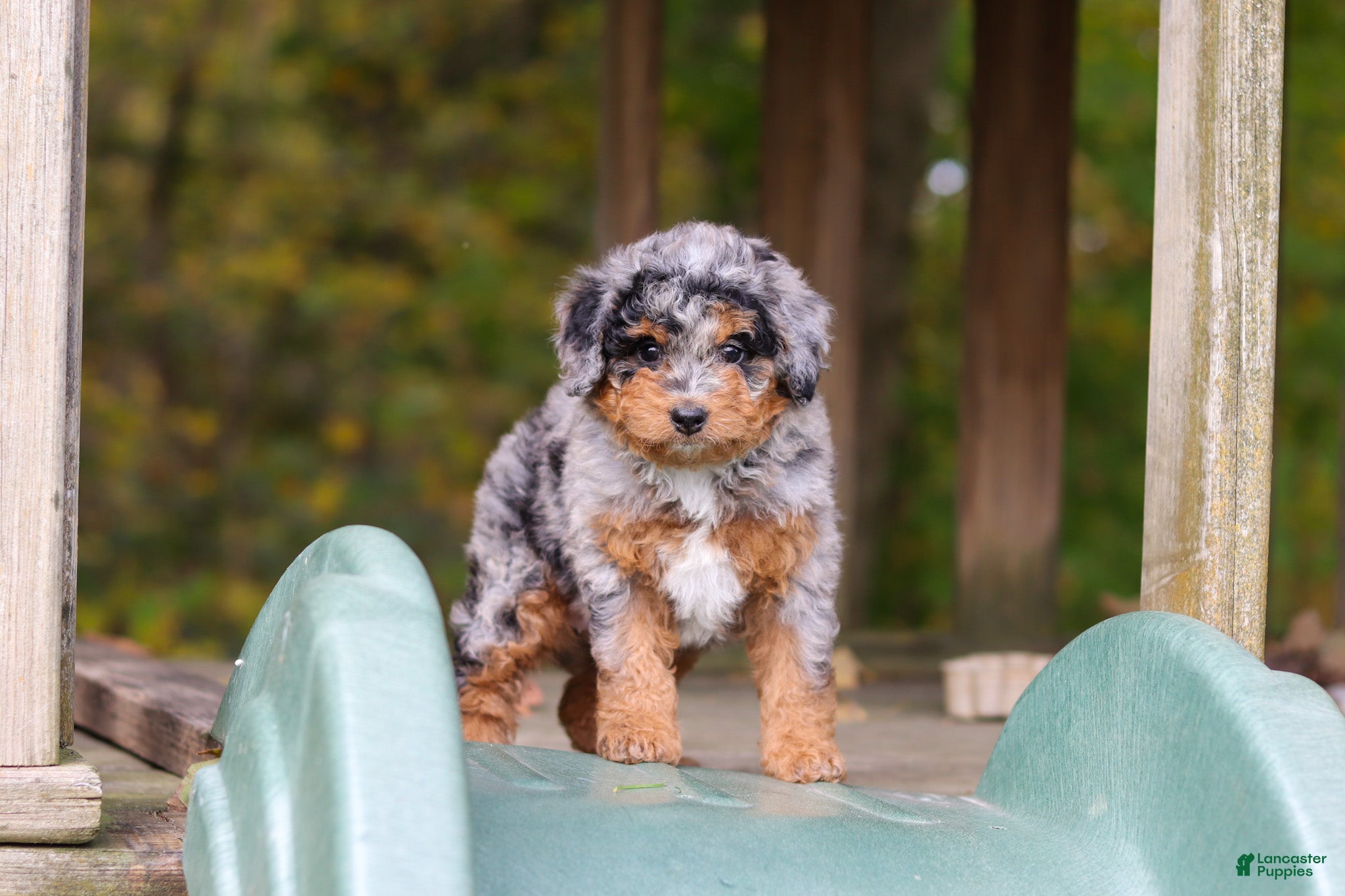 Mini Bernedoodle dogs Billie - Ad 1