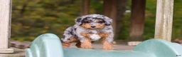 Mini Bernedoodle dogs for sale: Billie - Ad 1