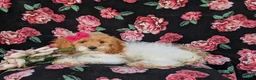 Cavapoo dogs for sale: Susanna - Ad 5