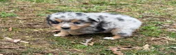 Australian Shepherd dogs for sale: Tinker Bell - Ad 3