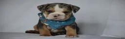 Beabull dogs for sale: Olive - Ad 1