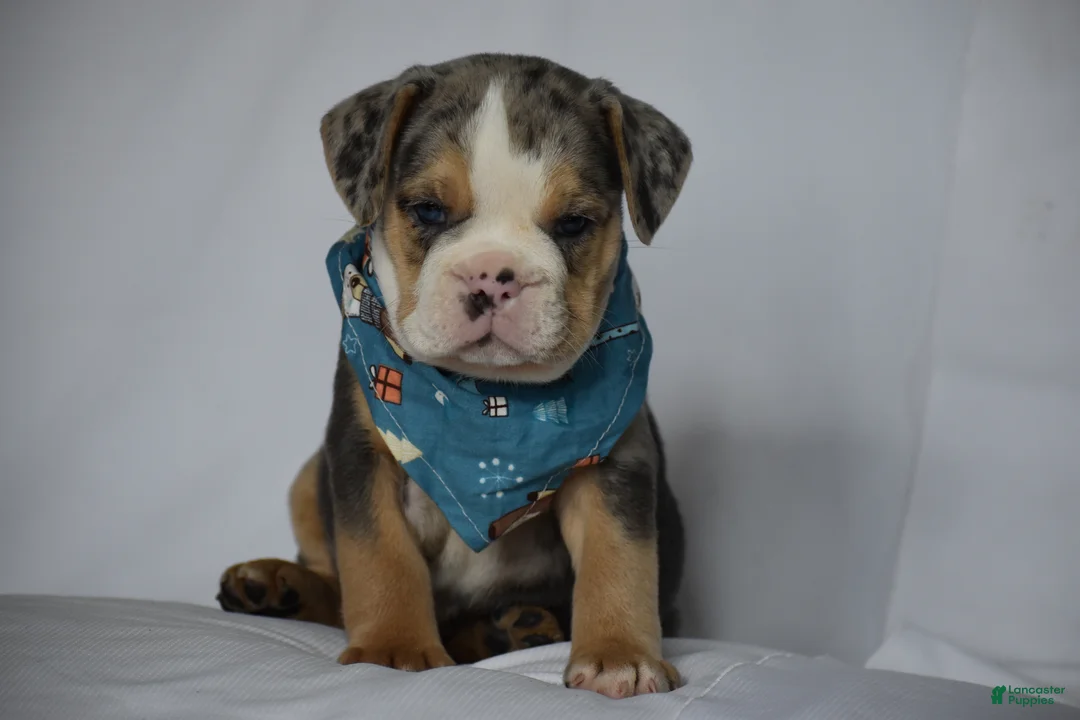 Beabull dogs for sale: Olive - Ad 1