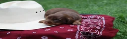 Miniature Dachshund dogs for sale: Scotch - Ad 3