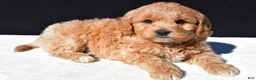Mini Goldendoodle dogs for sale: Cooper - Ad 4