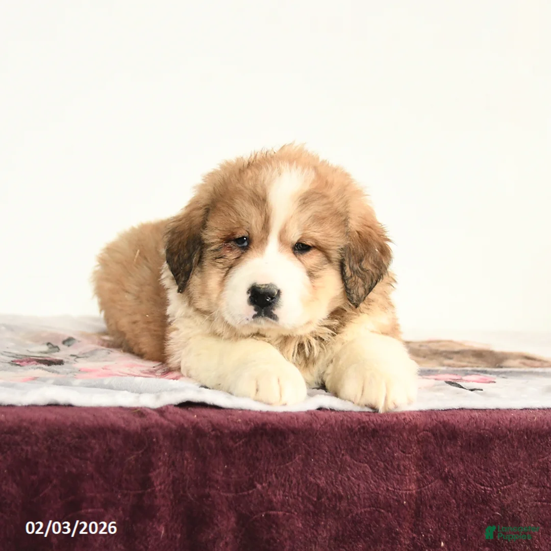 Mixed Breed dogs for sale: Princess - Ad 2