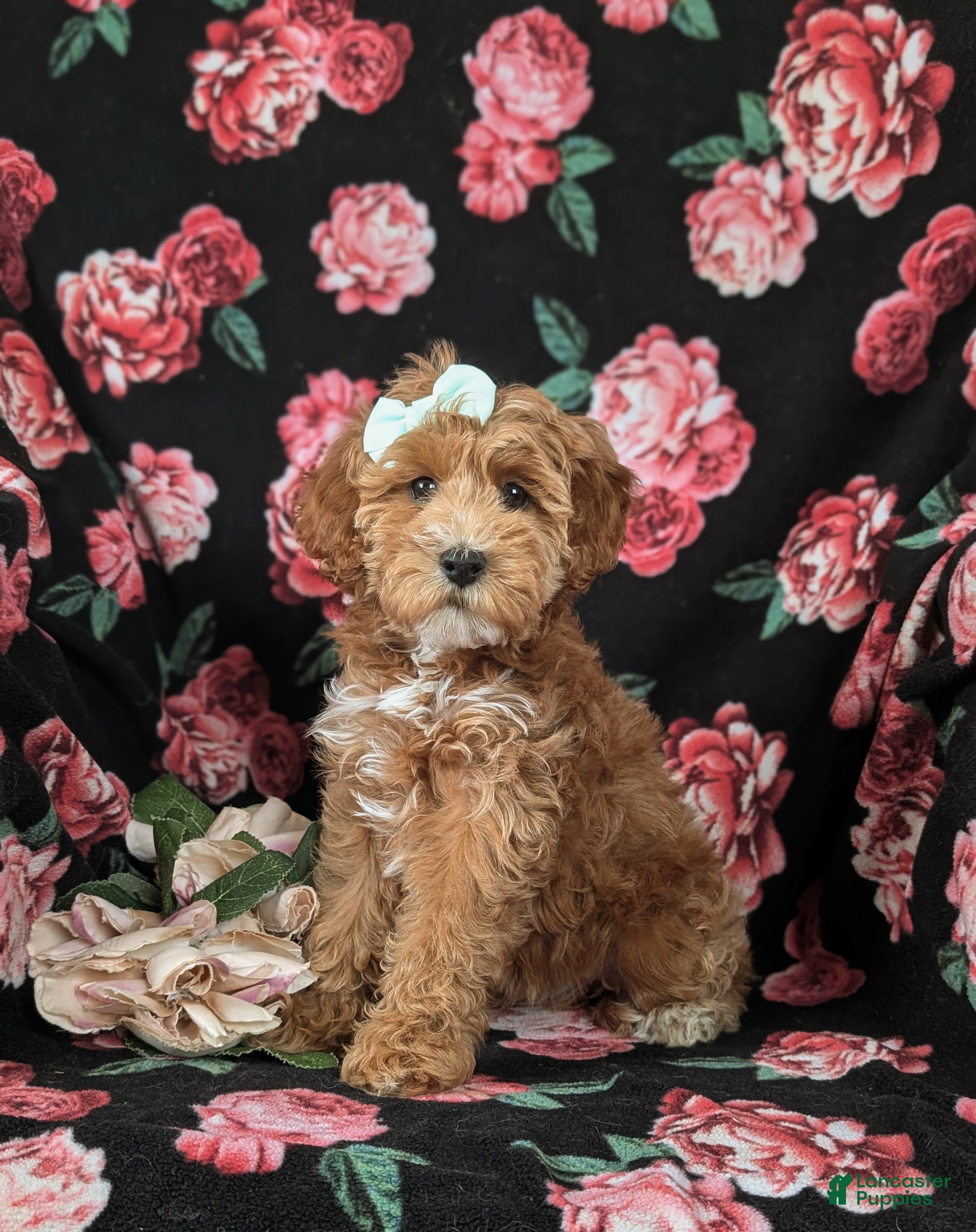 Mini Goldendoodle dogs Fergie 15 lbs Full grown Hypoallergenic - Ad 1