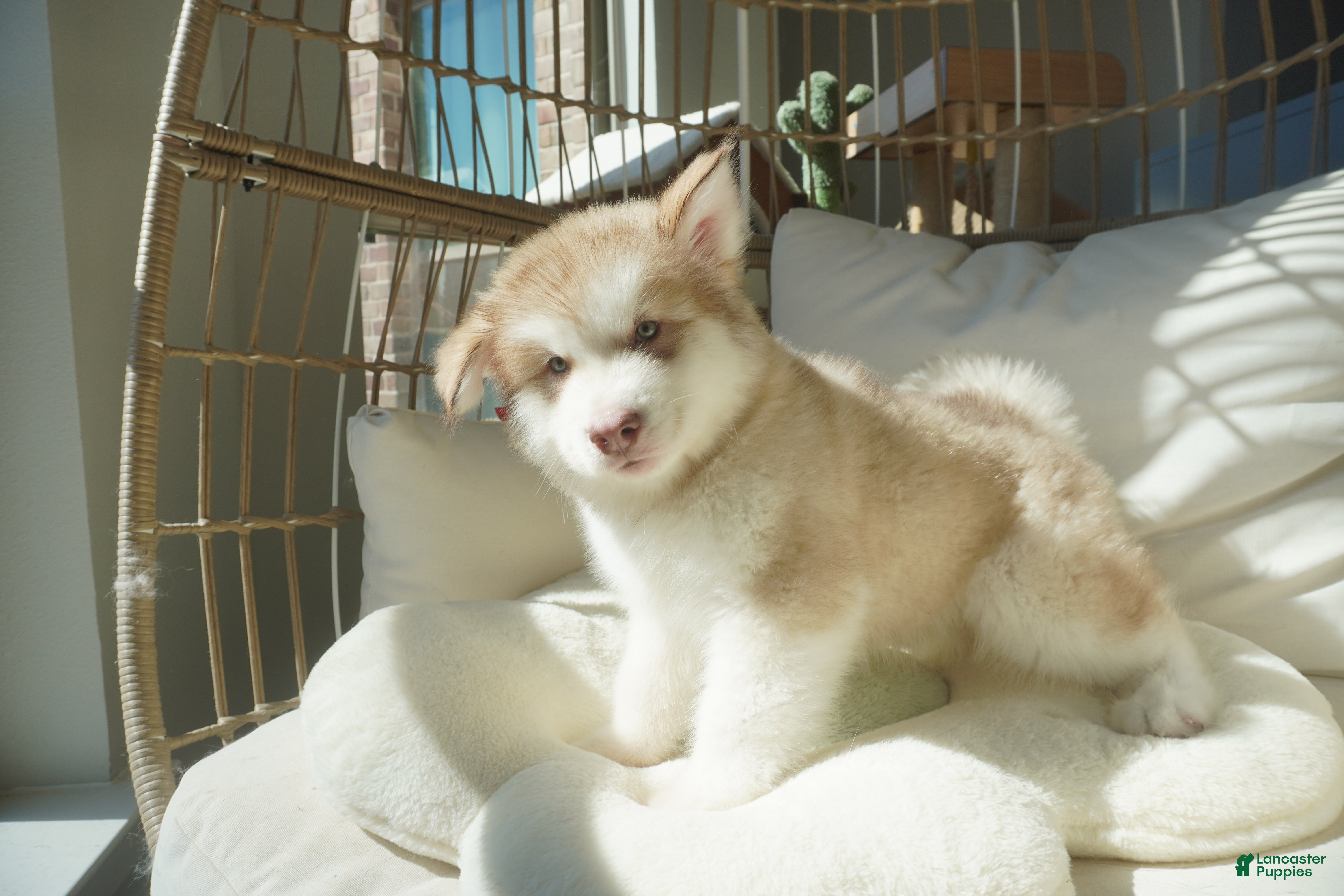 Alaskan Malamute dogs Apple - Ad 10