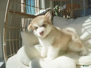 Alaskan Malamute dogs Apple - Ad 10