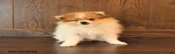 Pomeranian dogs for sale: Denver SPECIAL NEEDS - Ad 4