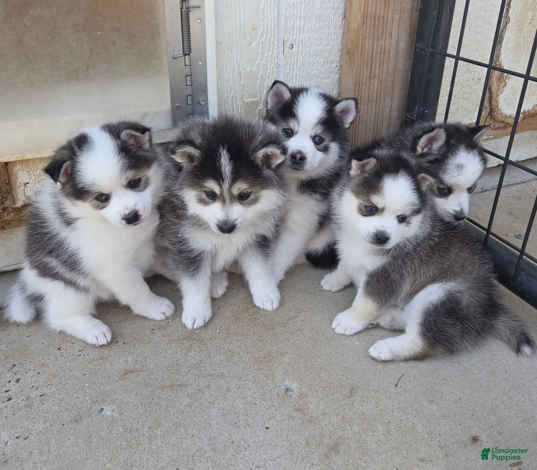 Pomsky dogs for sale: Panda - Ad 2
