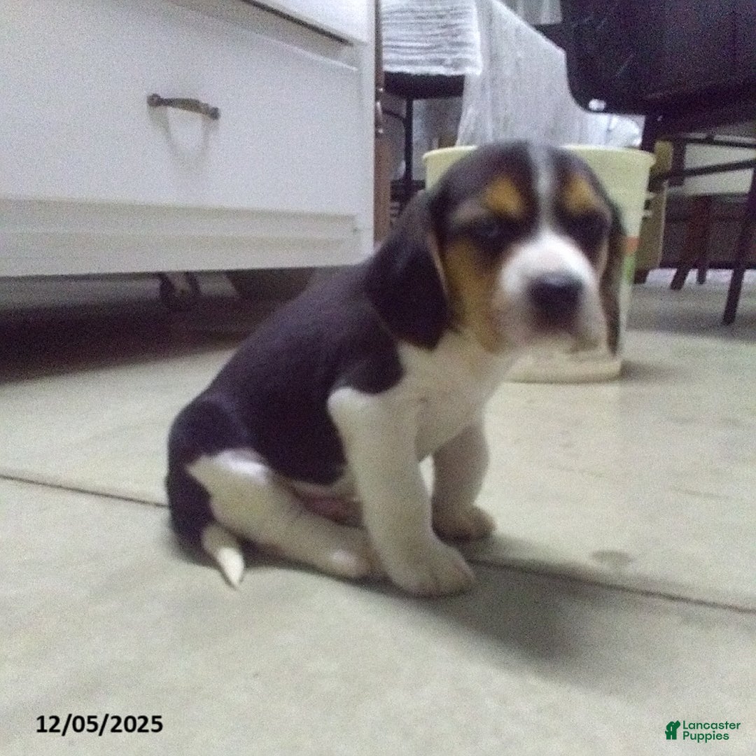 Beagle dogs for sale: Sam - Ad 2