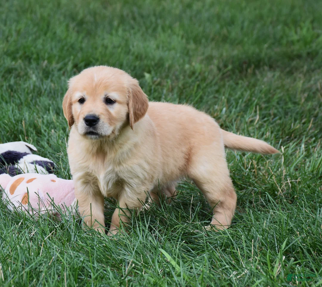Golden Retriever dogs for sale: Opal - Ad 1