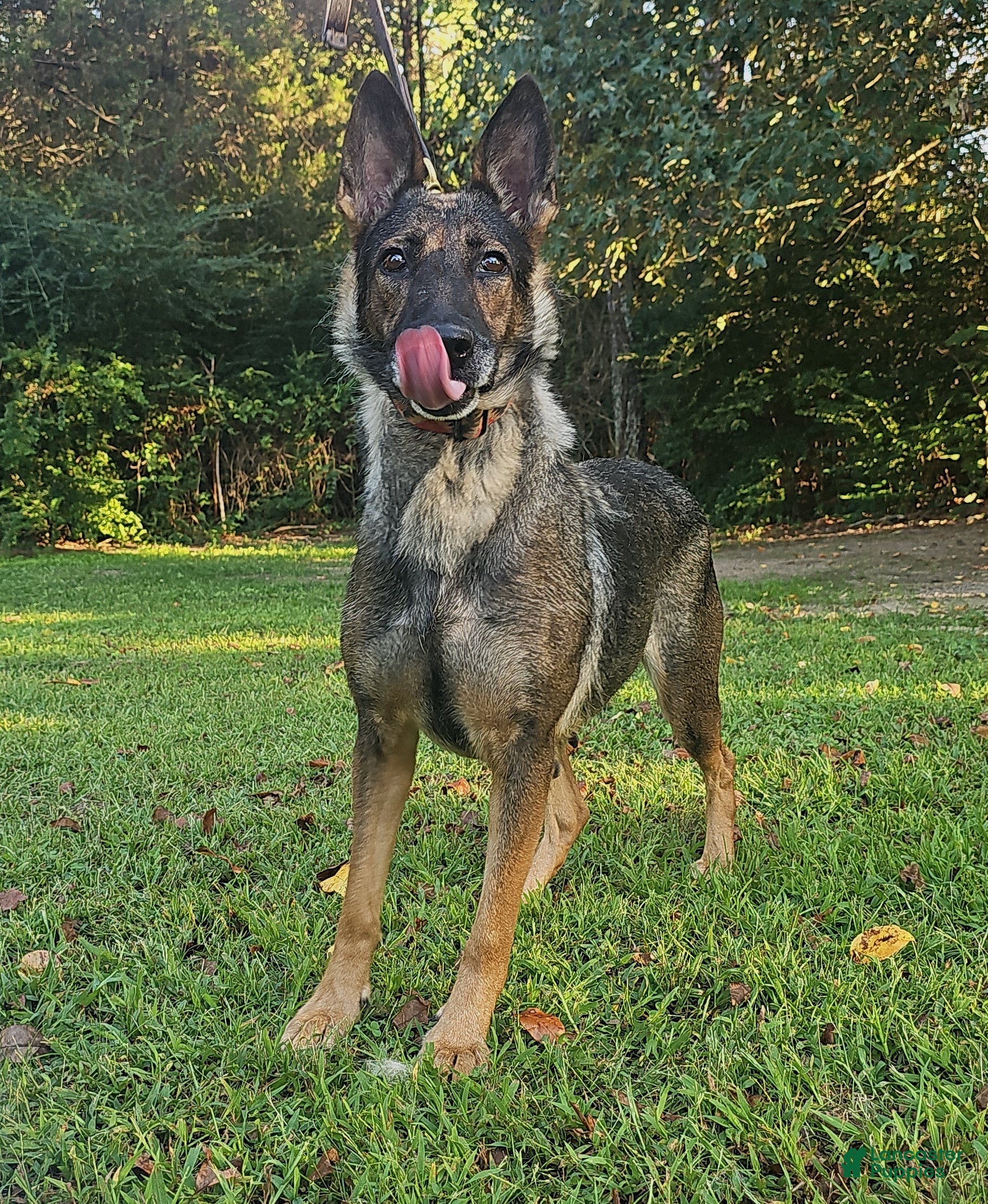 German Shepherd dogs Ashe - Ad 2
