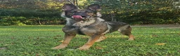 German Shepherd dogs for sale: Ashe - Ad 2