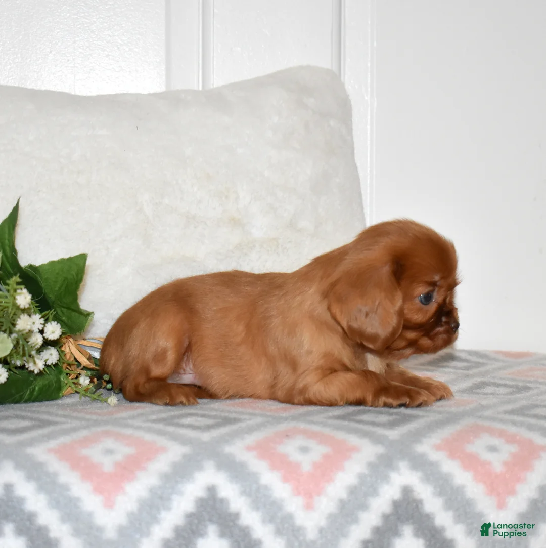 Cavalier King Charles Spaniel dogs for sale: Cider  - Ad 3