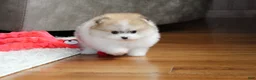 Pomeranian dogs for sale: Teacup Preston - Ad 4