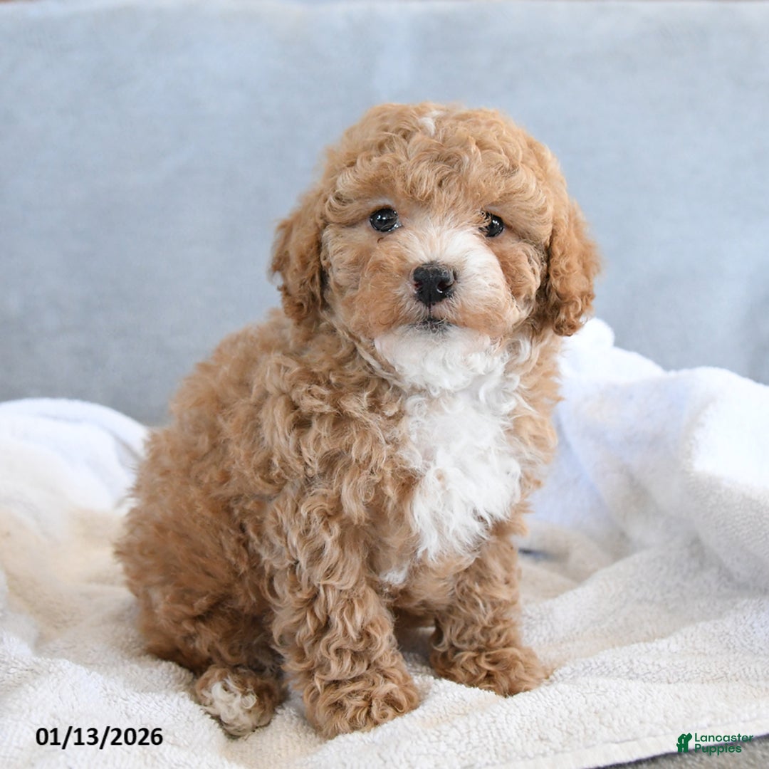 Afghan Hound dogs for sale: Brittany - Ad 2