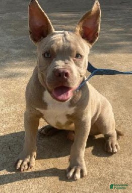 American Bully dogs for sale: American Bully Puppy 1 - Ad 1