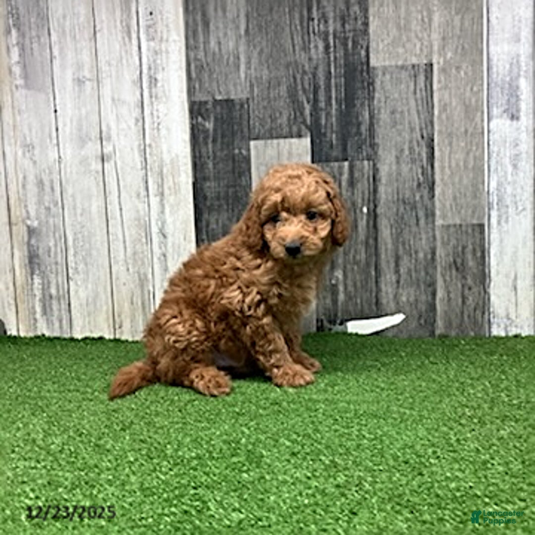 Mini Goldendoodle dogs for sale: Kennith - Ad 3