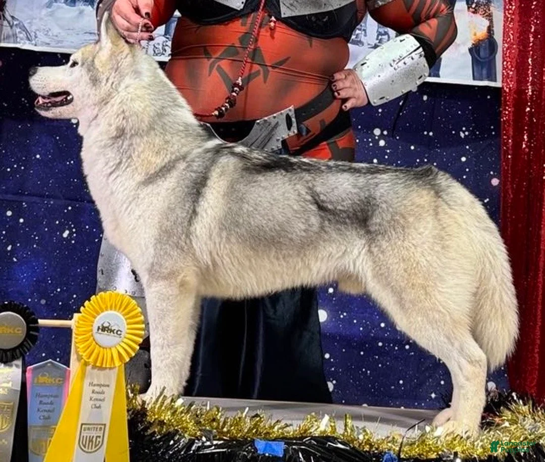 Siberian Husky dogs for stud: UKC Champion  - Ad 2
