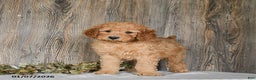 Goldendoodle dogs for sale: Ella - Ad 1