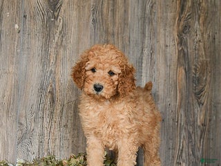 Goldendoodle dogs Ella - Ad 14