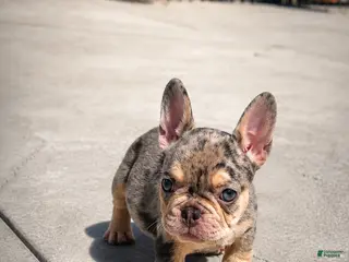 French Bulldog dogs Future - Ad 8