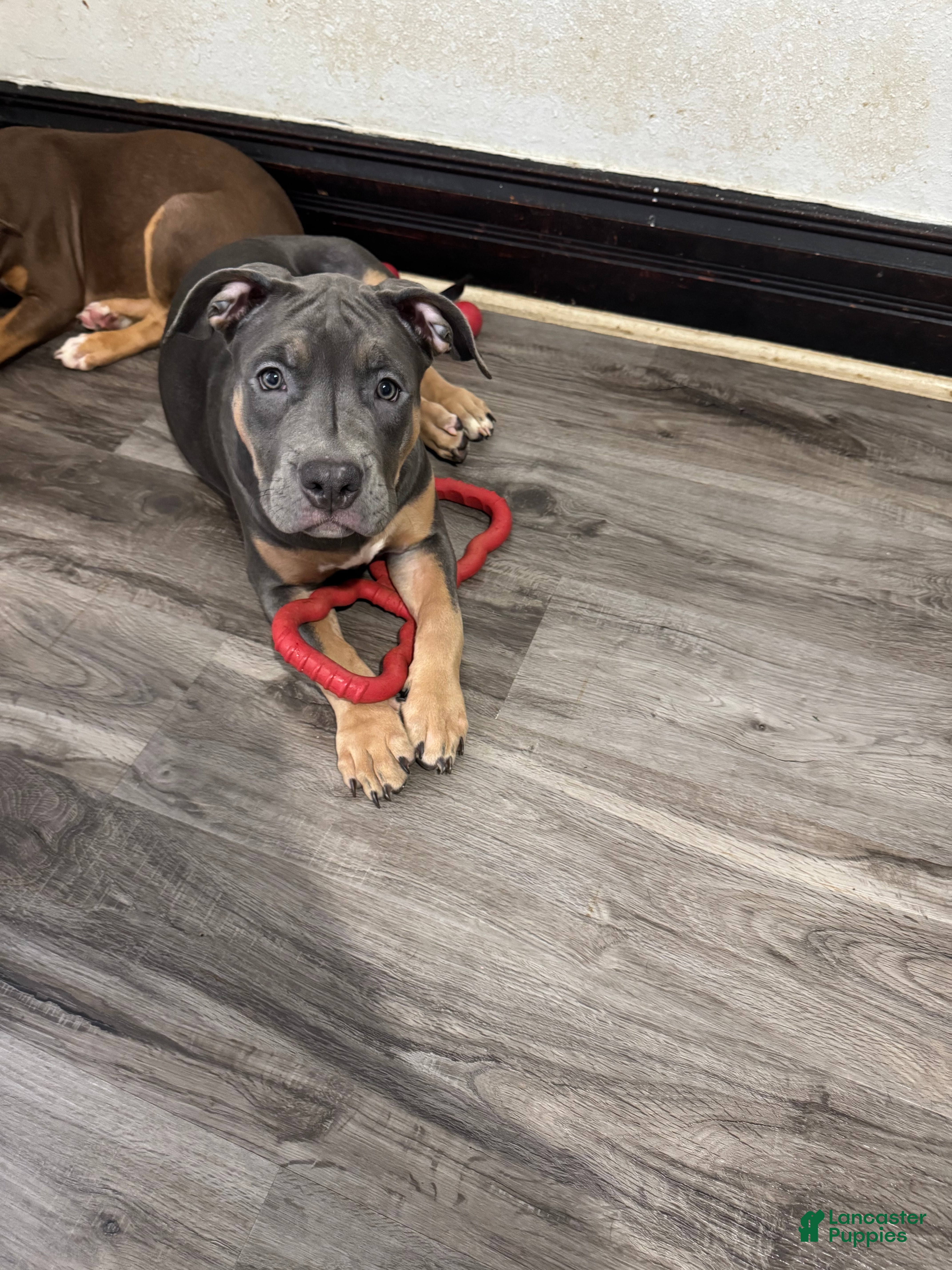 American Bully