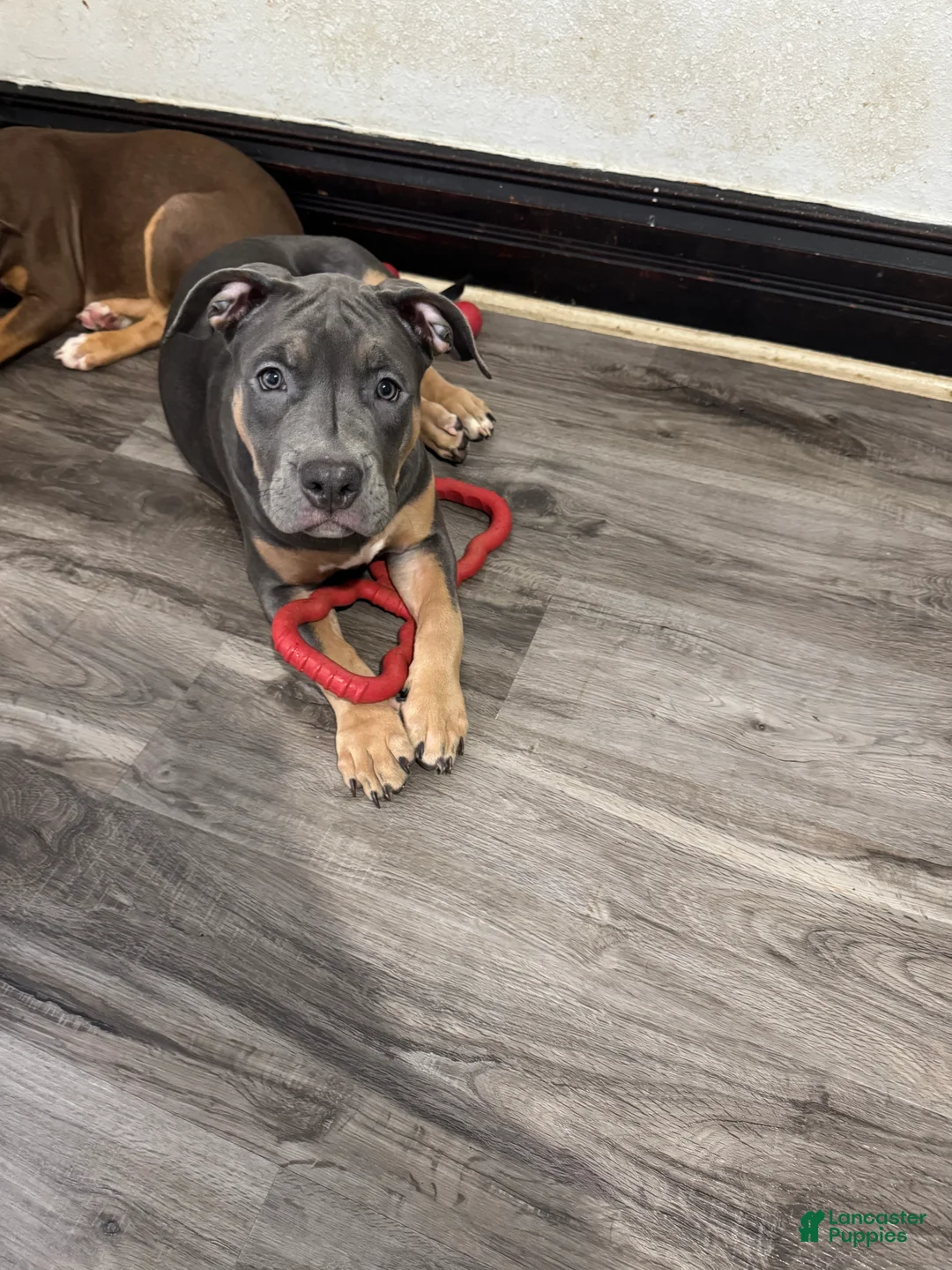 American Bully dogs for sale: American Bully 3 - Ad 1