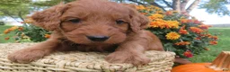 Mini Goldendoodle dogs for sale: Coffee - Ad 5
