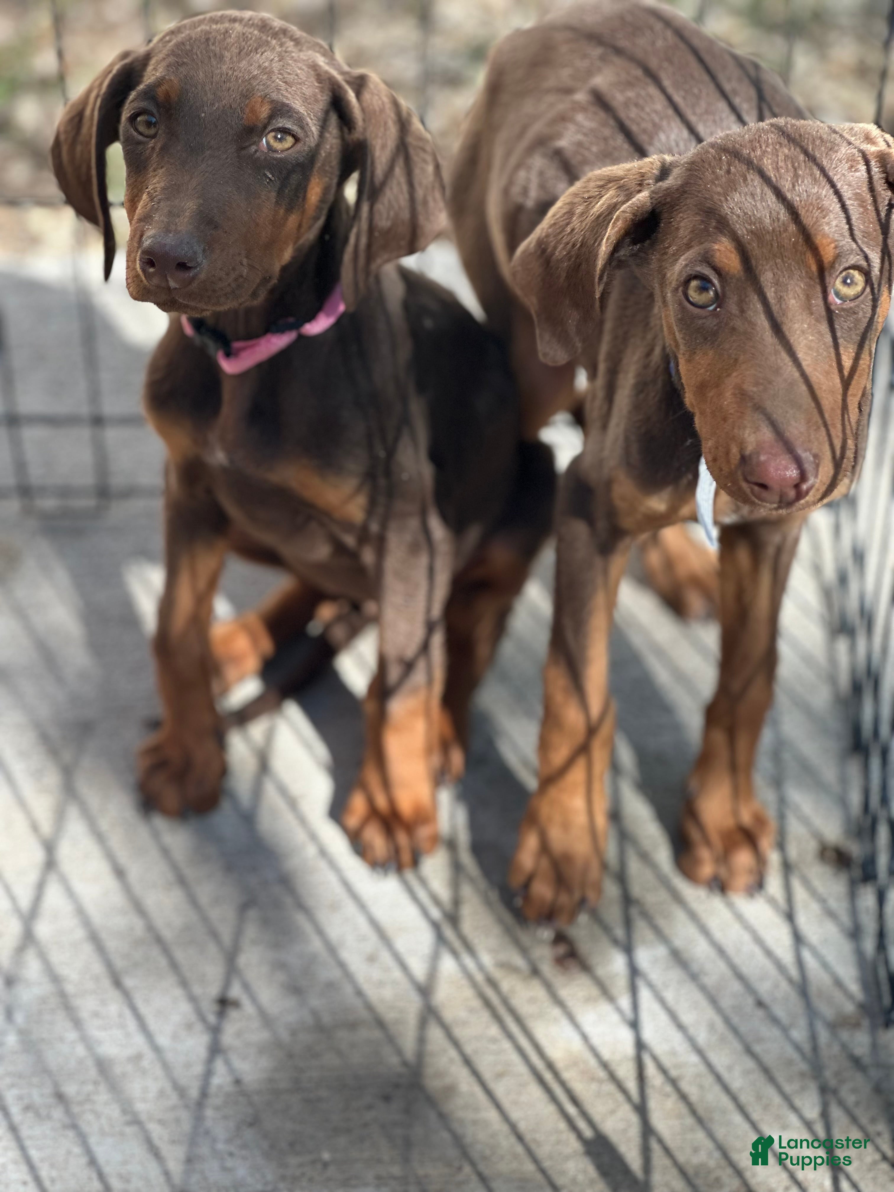 Doberman Pinscher dogs Doberman Pinscher Puppy 1 - Ad 9