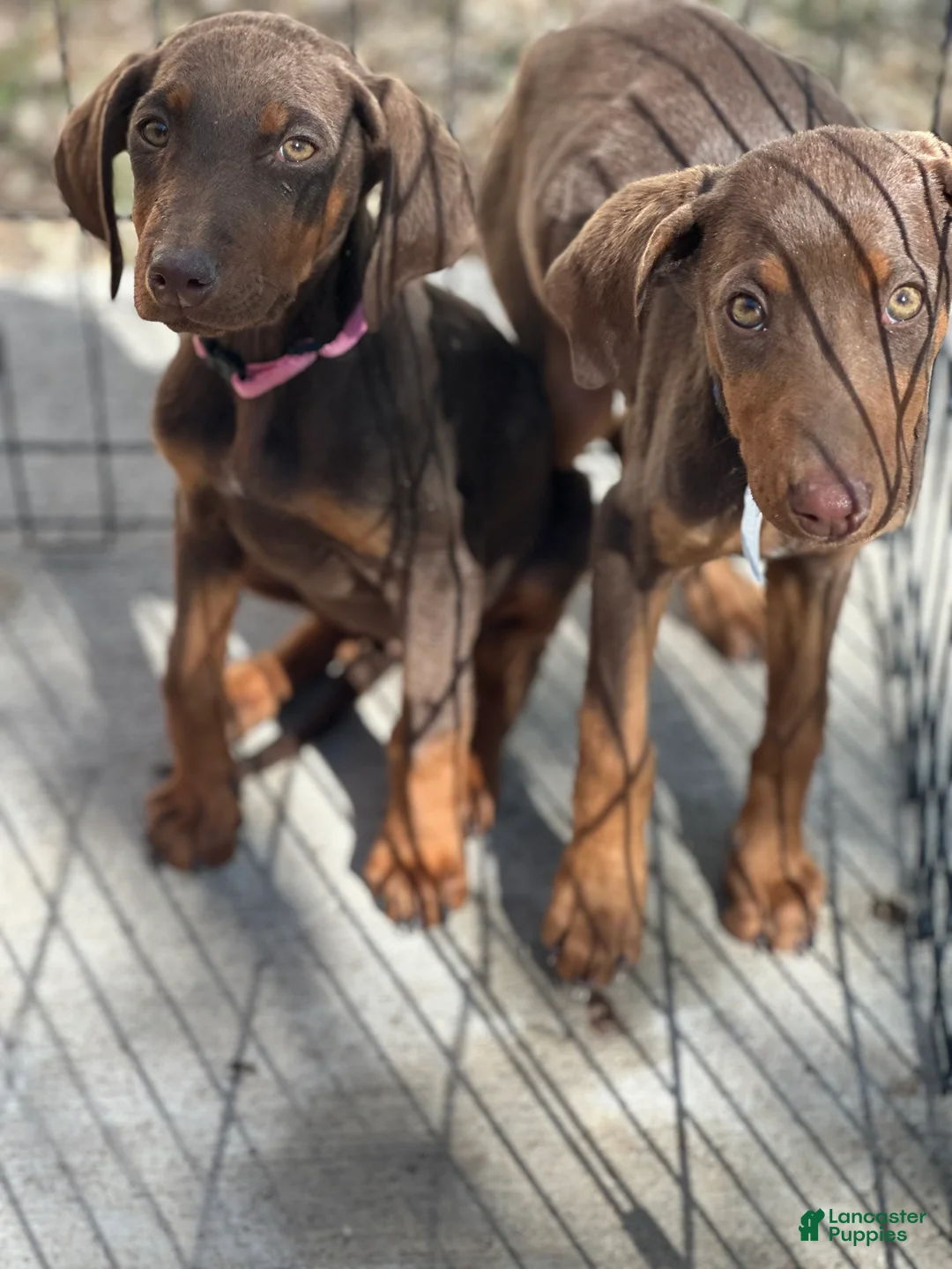Doberman Pinscher dogs for sale: Doberman Pinscher Puppy 1 - Ad 1