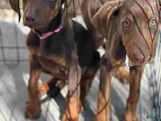 Doberman Pinscher dogs Doberman Pinscher Puppy 1 - Ad 9