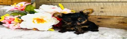 Yorkshire Terrier dogs for sale: Roxie - Ad 10