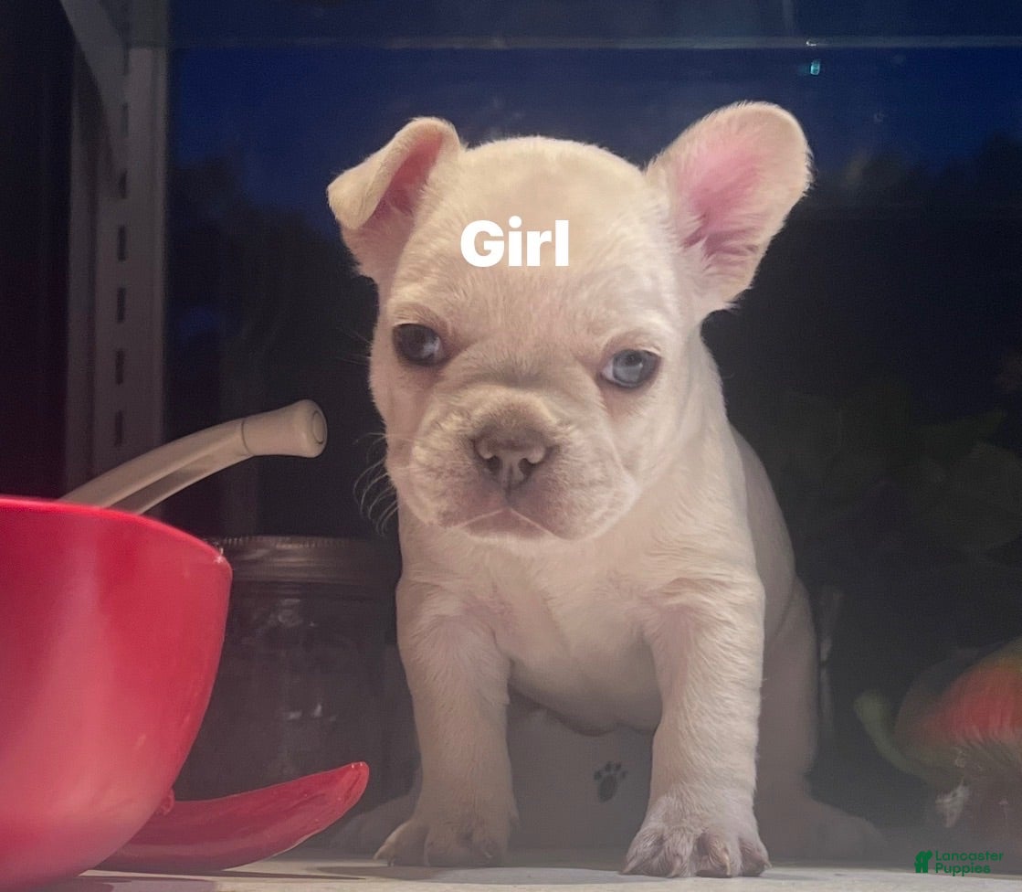 French Bulldog dogs French Bulldog 3 - Ad 32