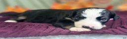 Bernedoodle dogs for sale: Ingrid - Ad 3