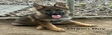 Green Boy German Shepherd 4