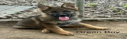 German Shepherd dogs for sale: Green Boy German Shepherd 4 - Ad 1