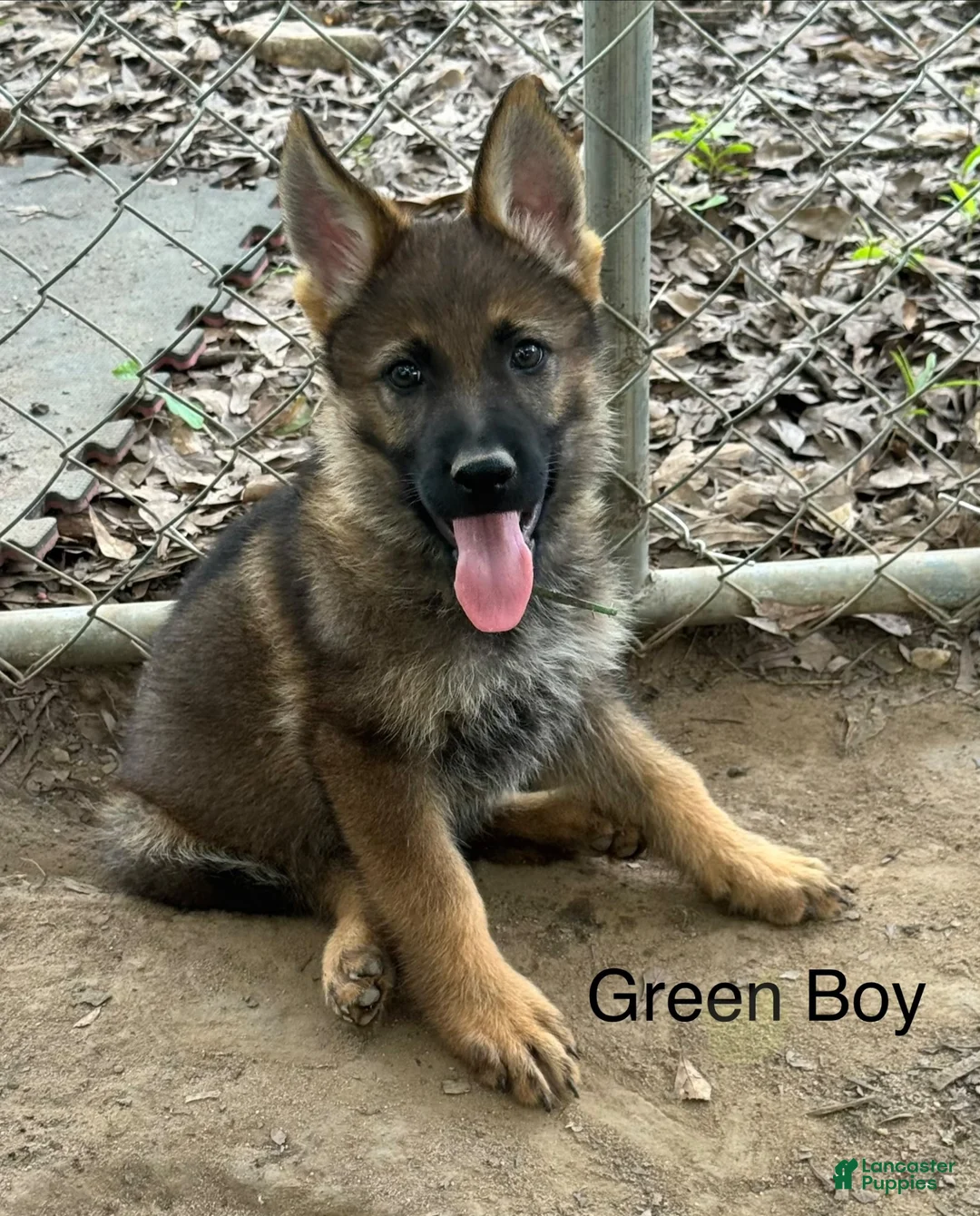 German Shepherd dogs for sale: Green Boy German Shepherd 4 - Ad 1