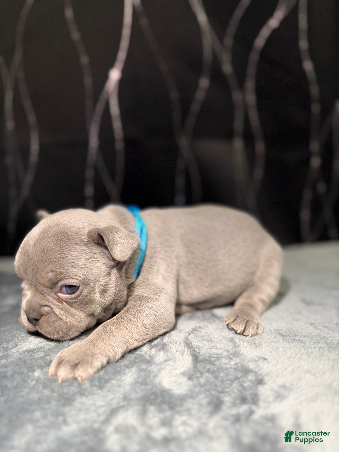 French Bulldog dogs for sale: PHILLY  - Ad 2