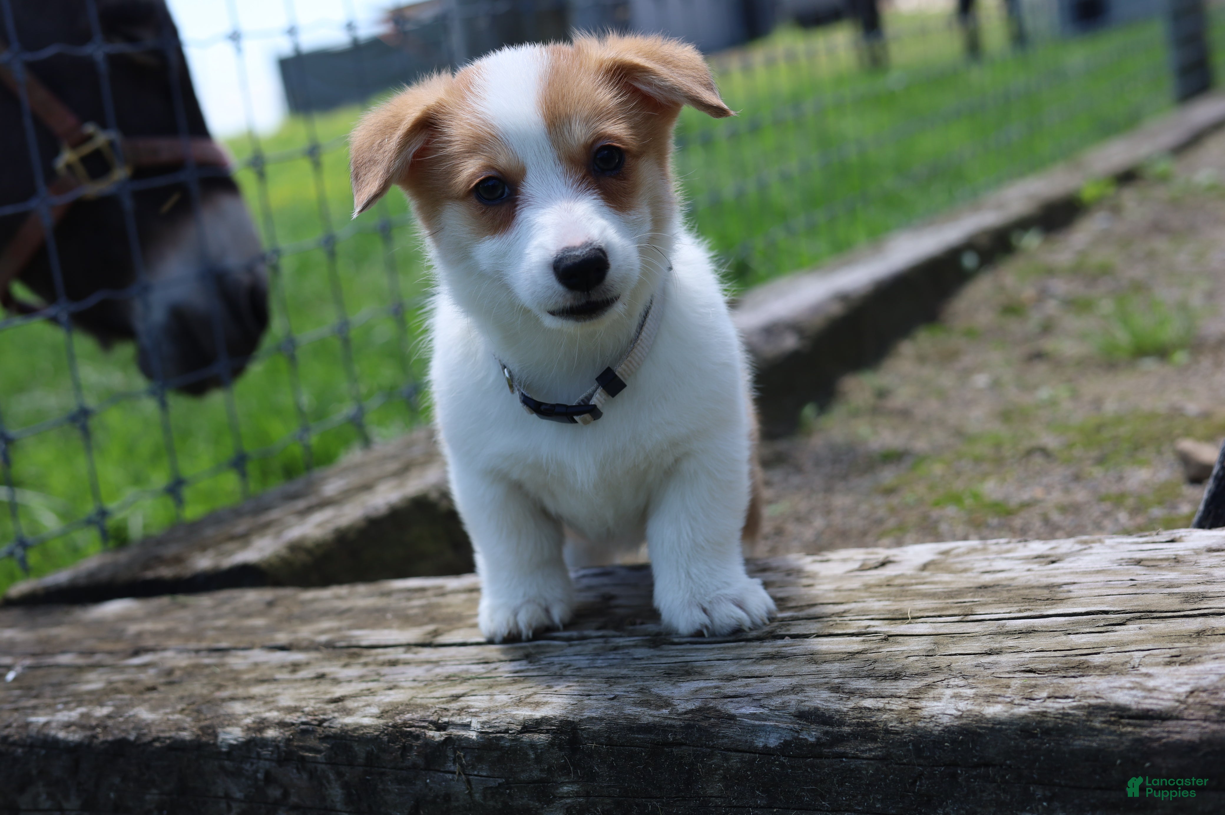 Welsh Corgi Pembroke dogs Zoey - Ad 2