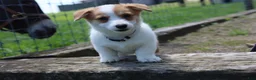 Welsh Corgi Pembroke dogs for sale: Zoey - Ad 2