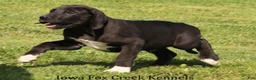 Great Dane dogs for sale: Max - Ad 2