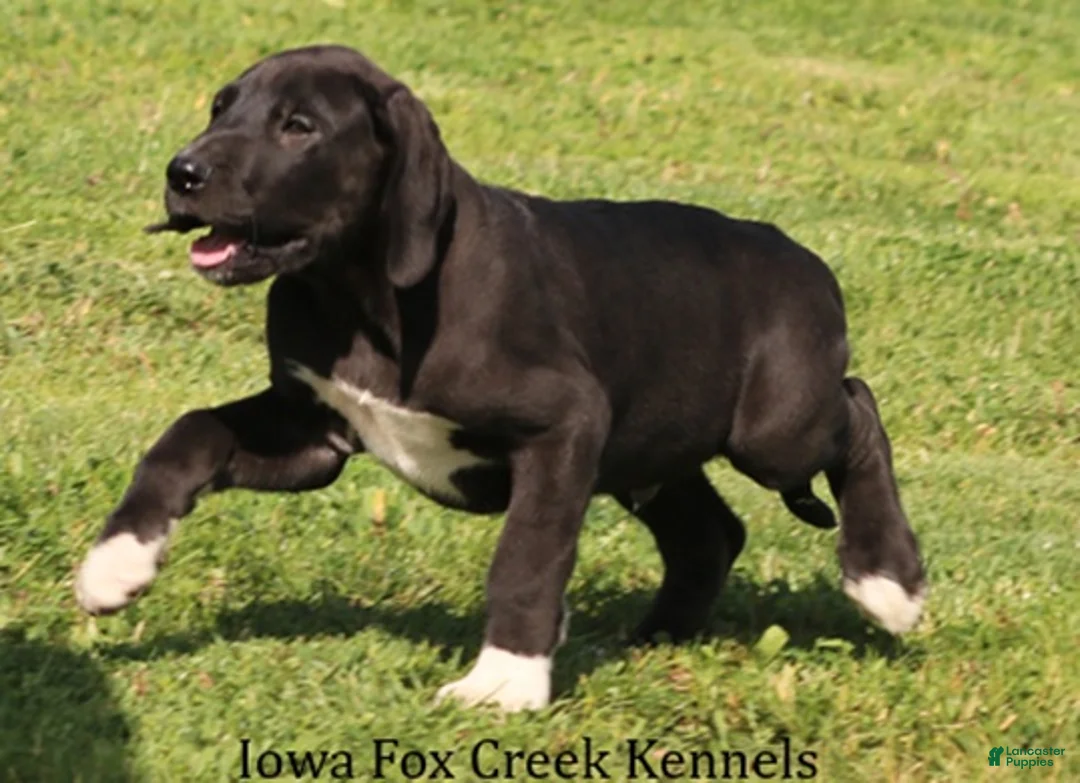 Great Dane dogs for sale: Max - Ad 2