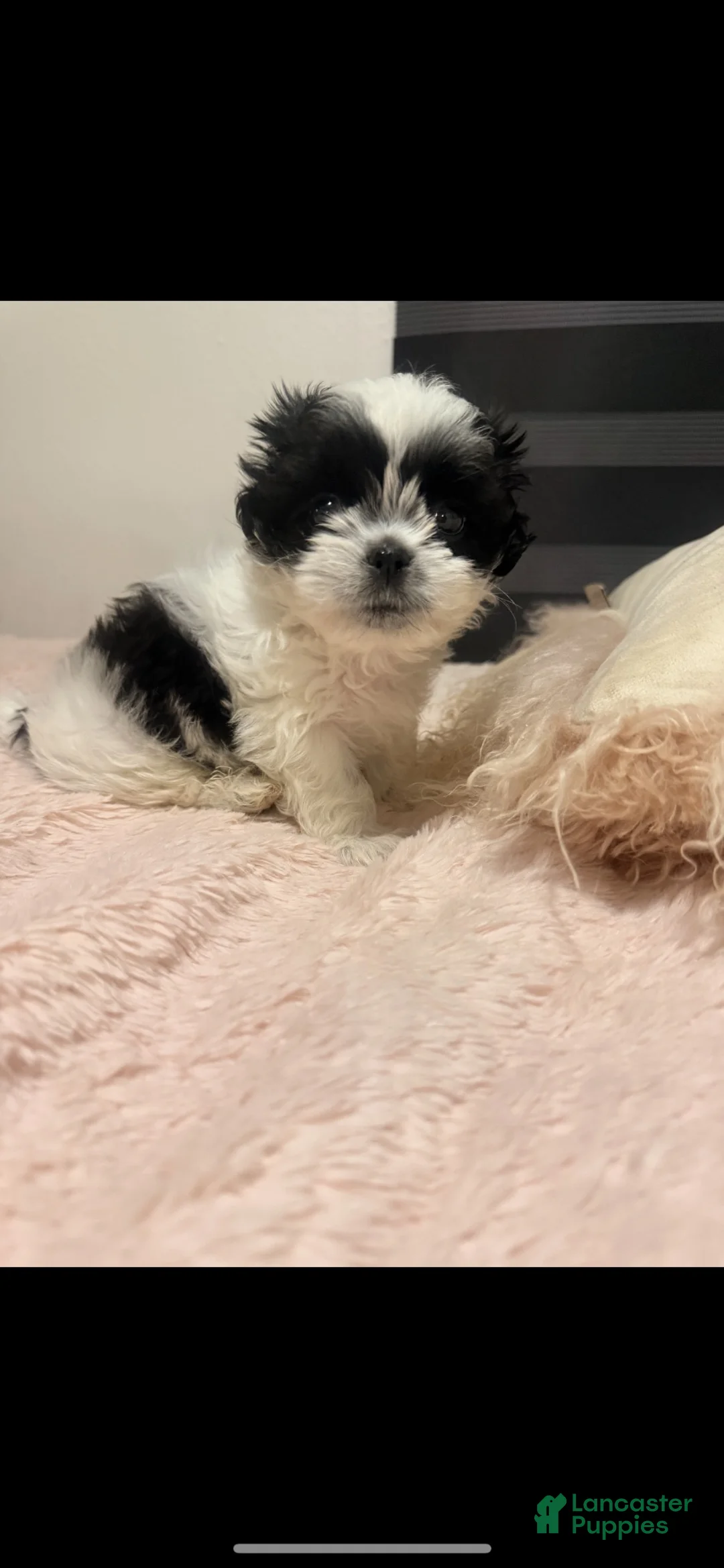 Shih Tzu dogs for sale: Shih Tzu 1 - Ad 2